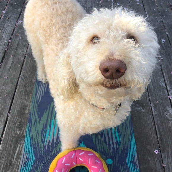 Meet your Posher, Amelia - Picture 2 of 3